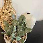 아파트 Magnoliya *